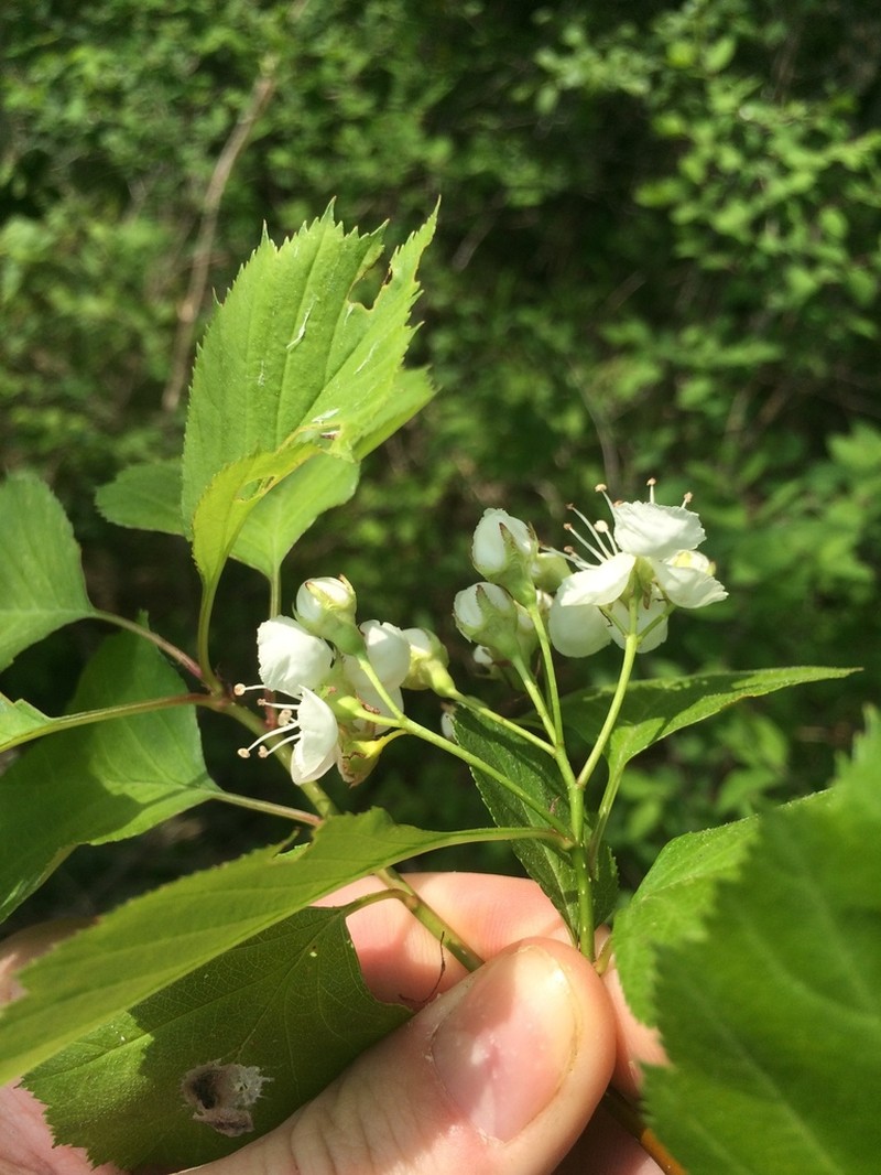 Brainerd's Hawthorn photo 3
