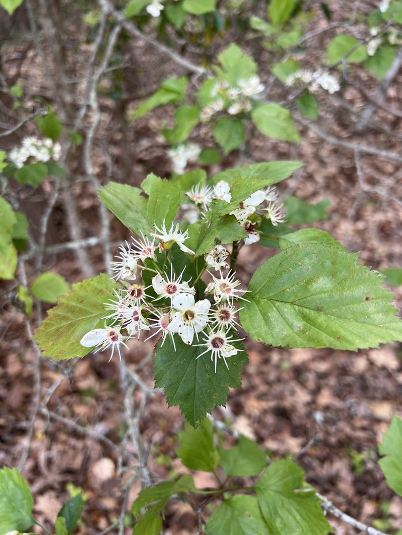 Brainerd's Hawthorn photo 4