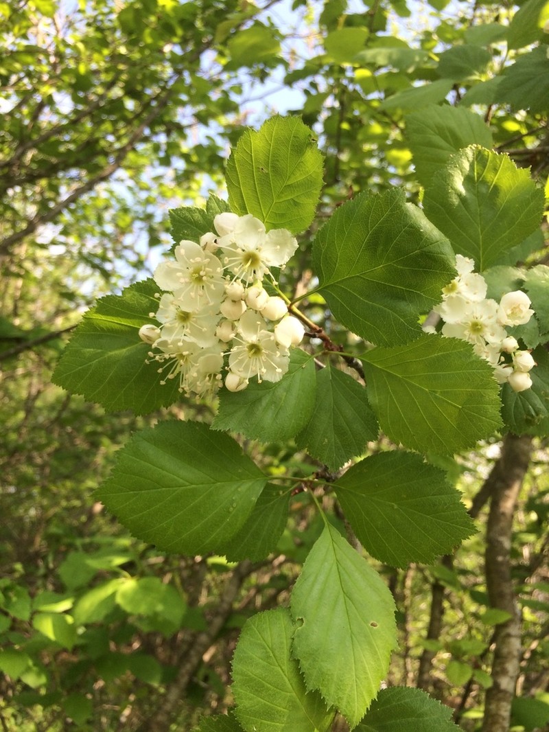 Brainerd's Hawthorn photo 5