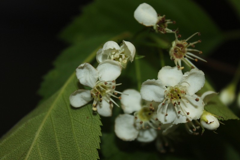 Brainerd's Hawthorn photo 6