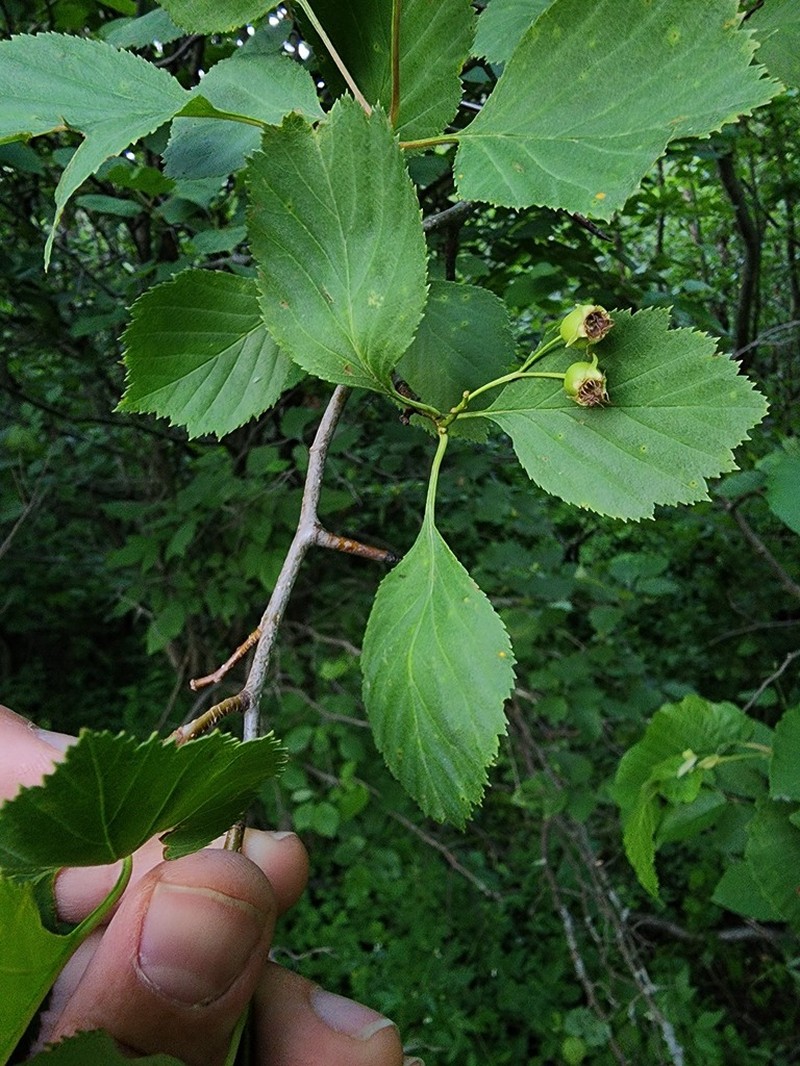 Brainerd's Hawthorn photo 7