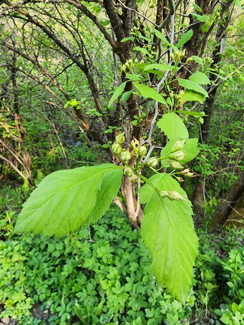 Brainerd's Hawthorn photo 8