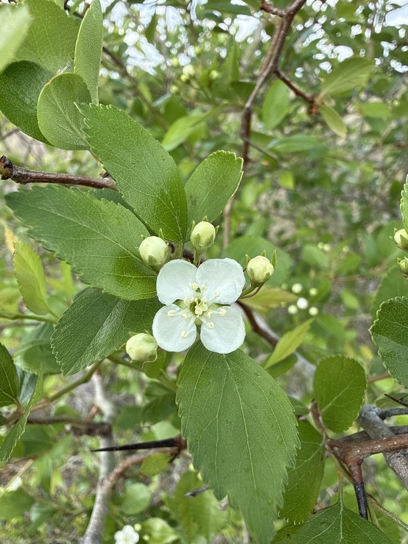 Brazos Hawthorn photo 3