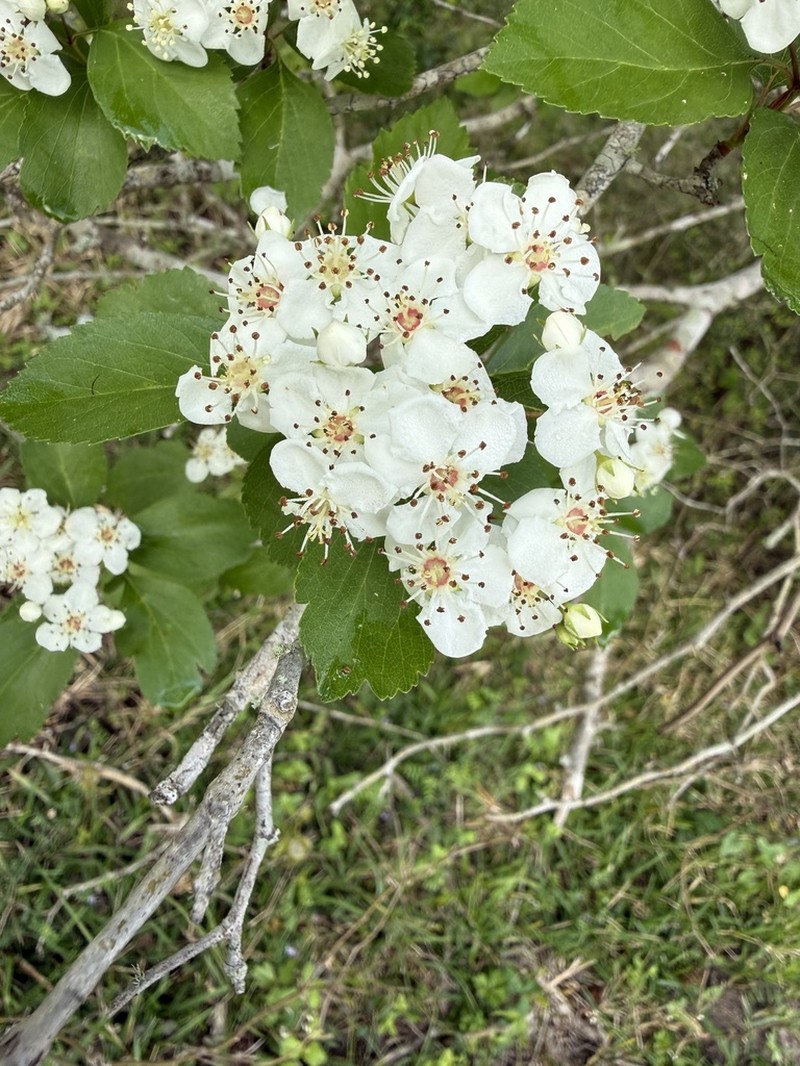 Brazos Hawthorn photo 4