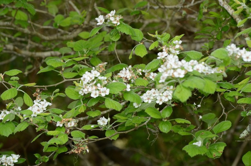 Brazos Hawthorn photo 5