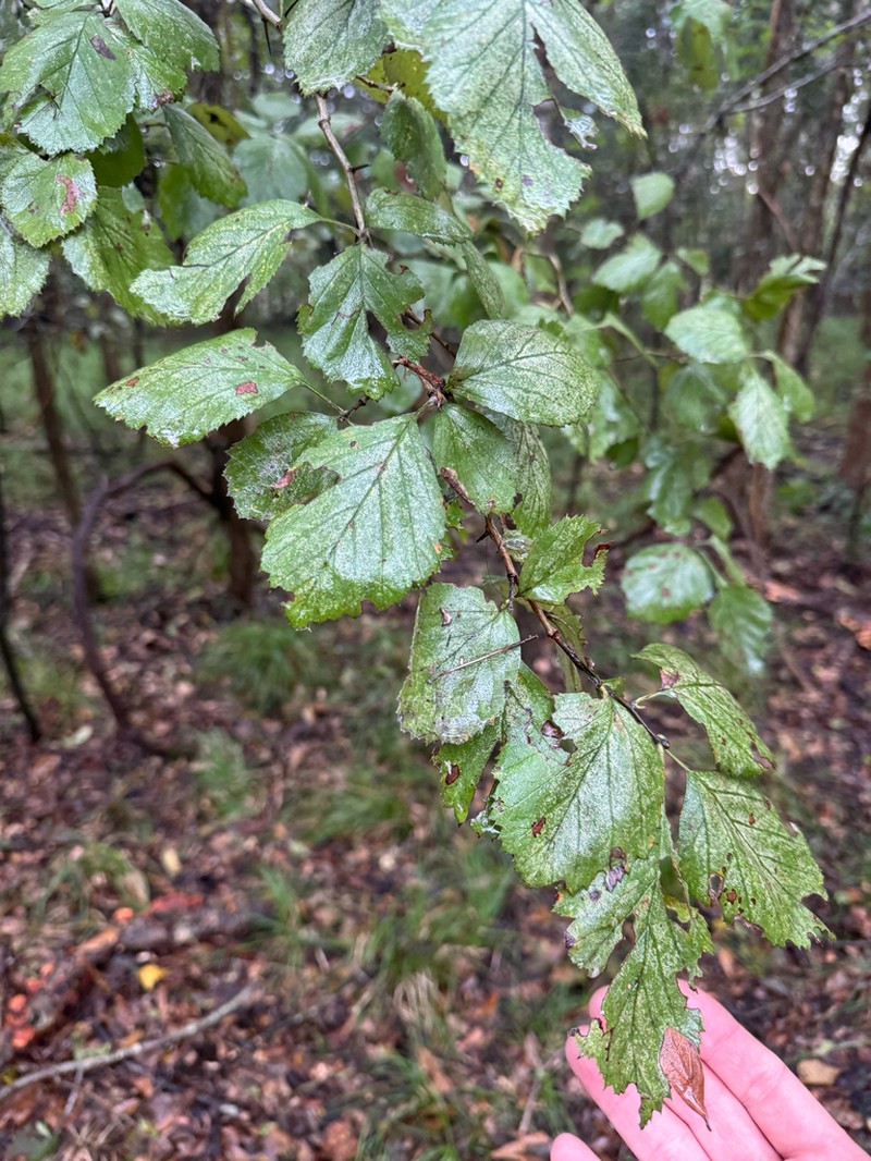 Brazos Hawthorn photo 6