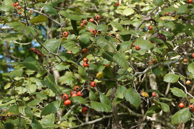 Brazos Hawthorn photo 2