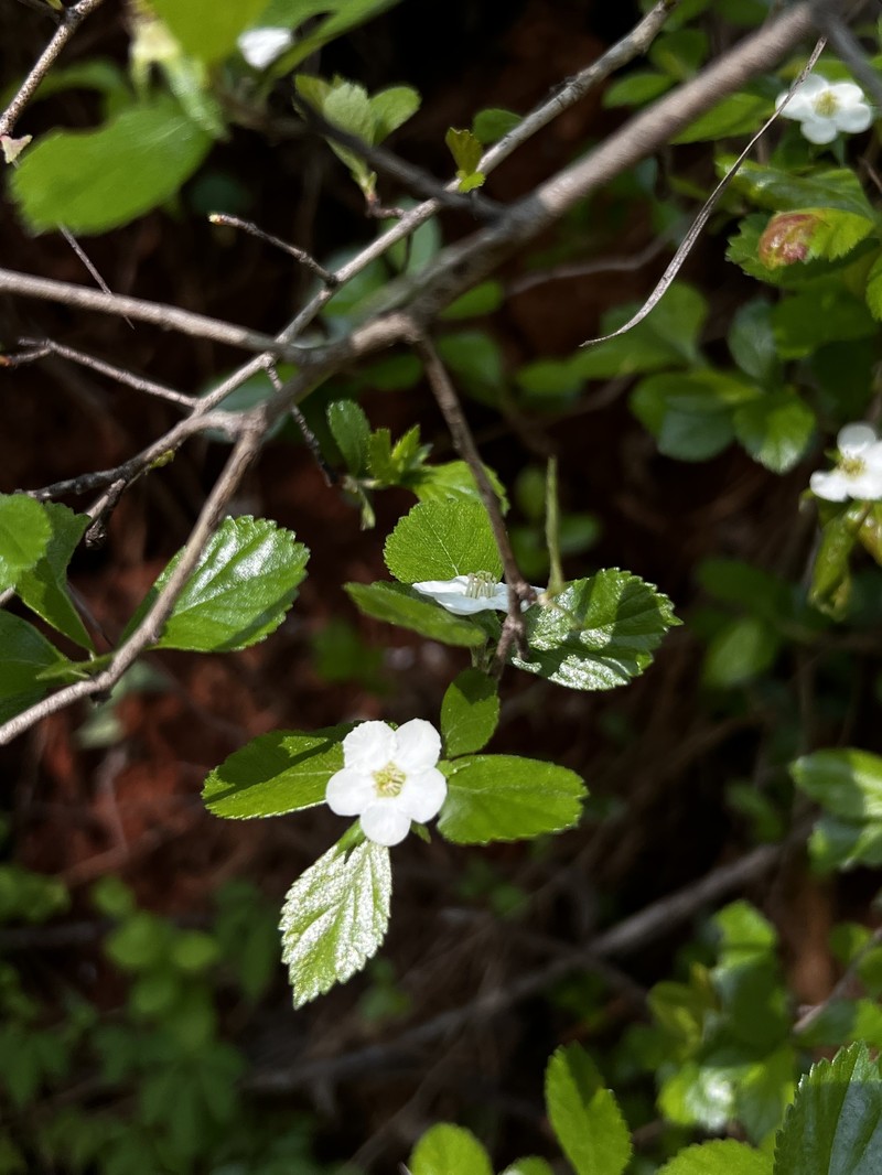 Crataegus brittonii photo 2