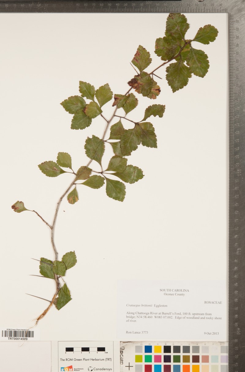 Crataegus brittonii photo 3