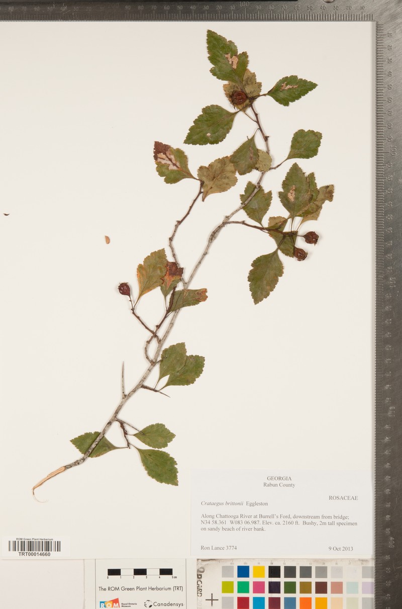 Crataegus brittonii photo 4
