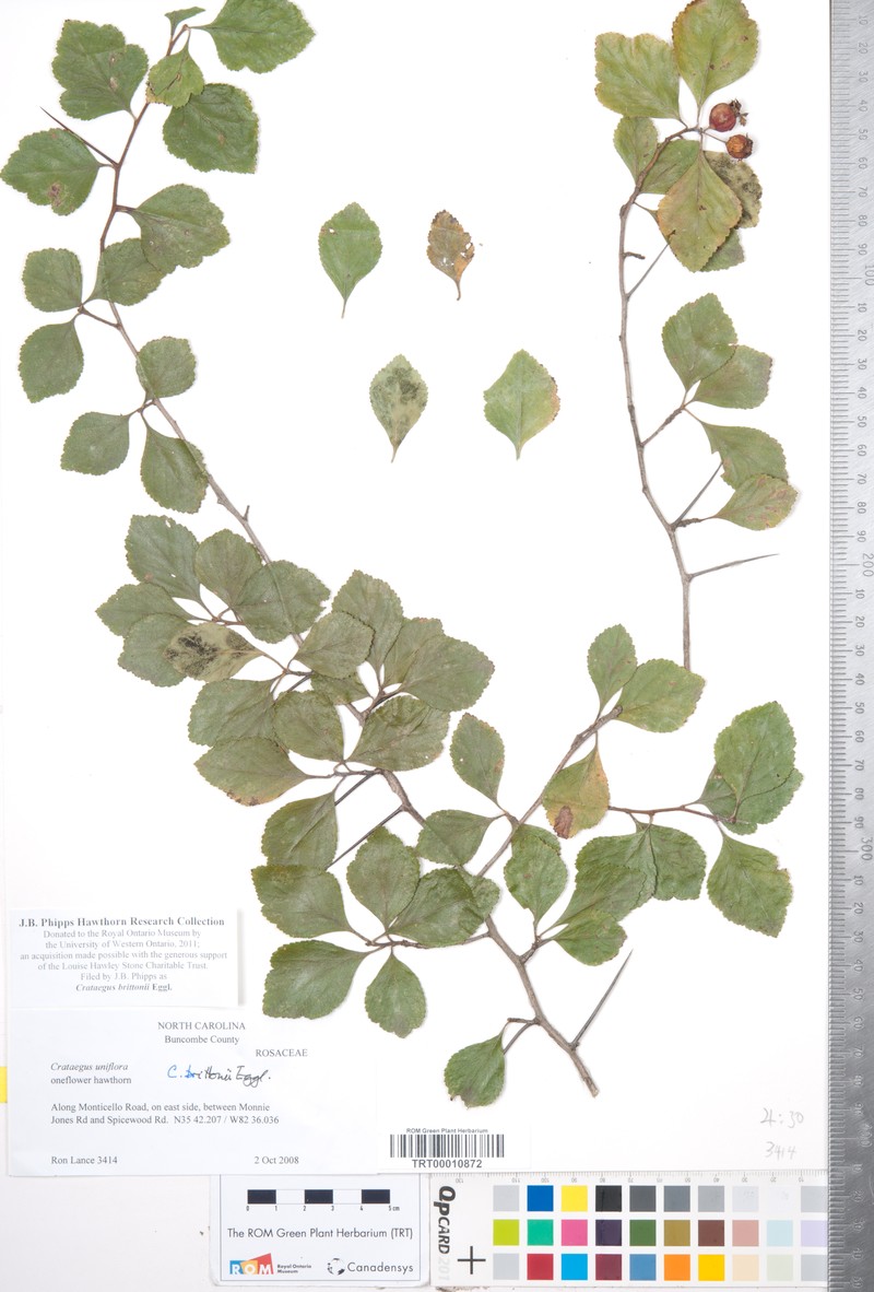 Crataegus brittonii photo 5