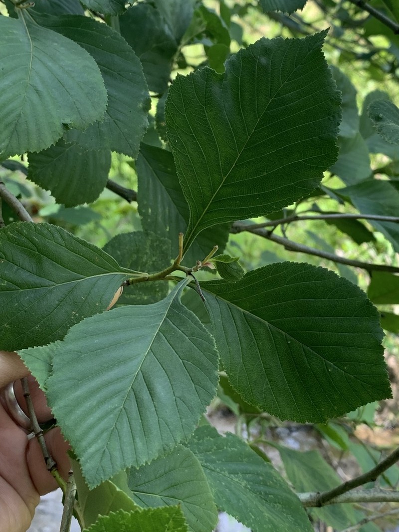 Eureka Springs Hawthorn photo 3