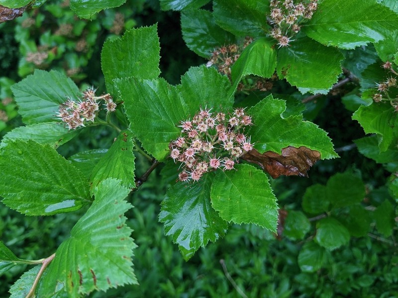 Eureka Springs Hawthorn photo 4