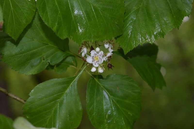 Eureka Springs Hawthorn photo 7