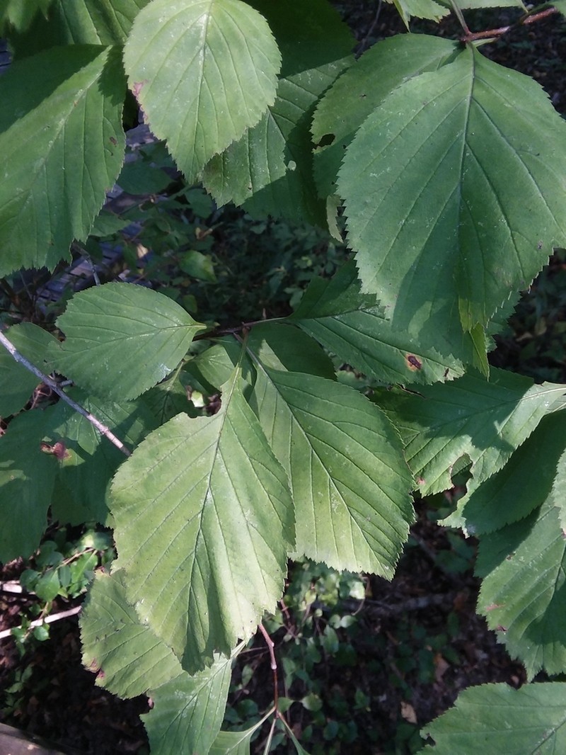 Eureka Springs Hawthorn photo 8