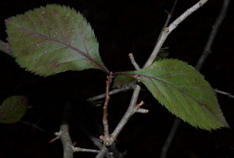 Pear Hawthorn photo 3