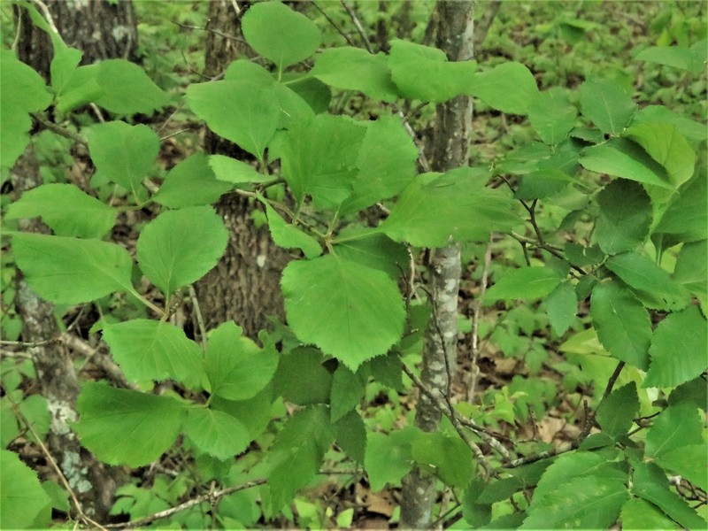 Pear Hawthorn photo 8