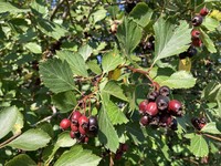 Hawthorn