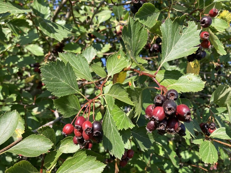 Hawthorn