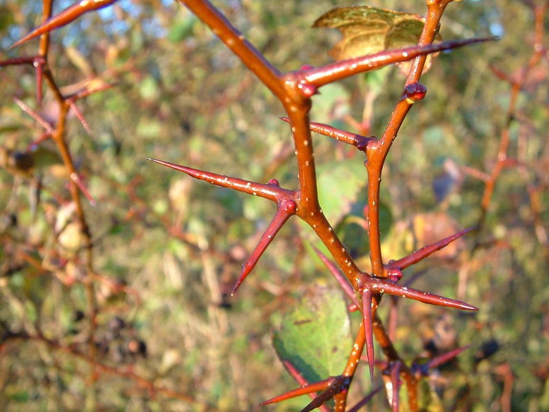 Hawthorn photo 2