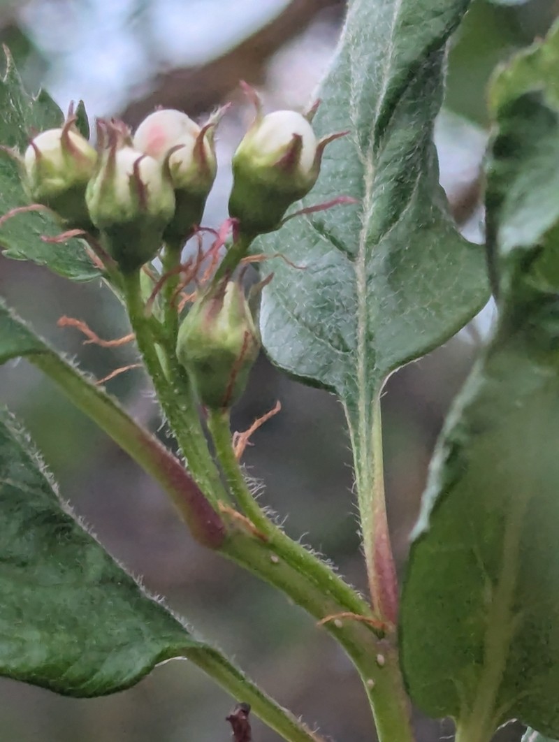 Hawthorn photo 3