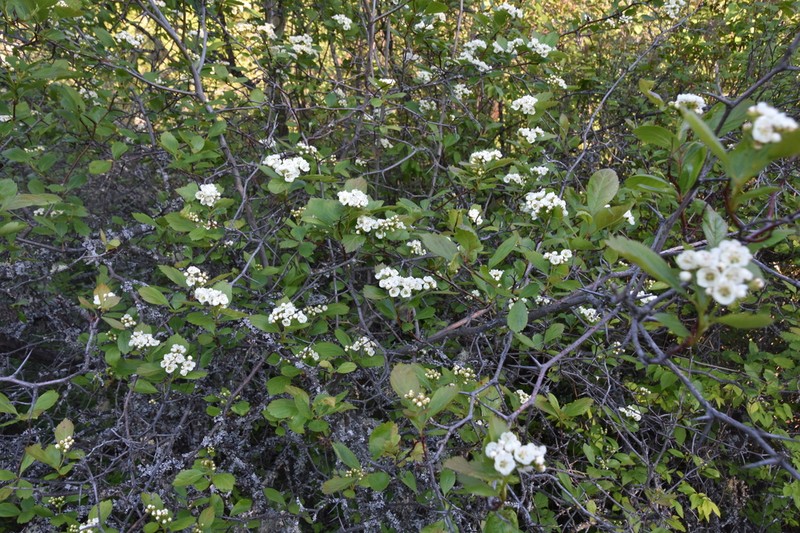 Hawthorn photo 4