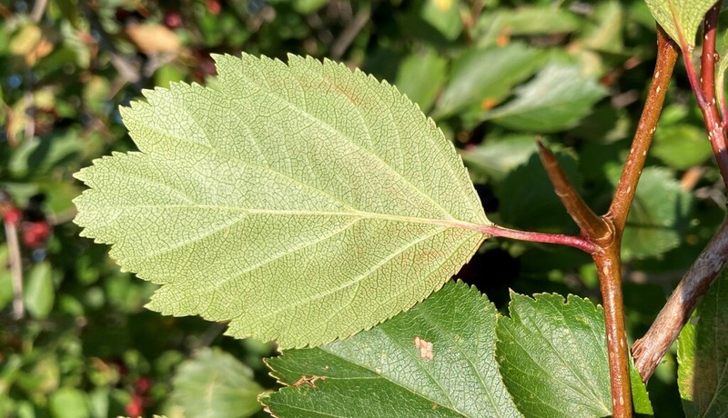 Hawthorn photo 5