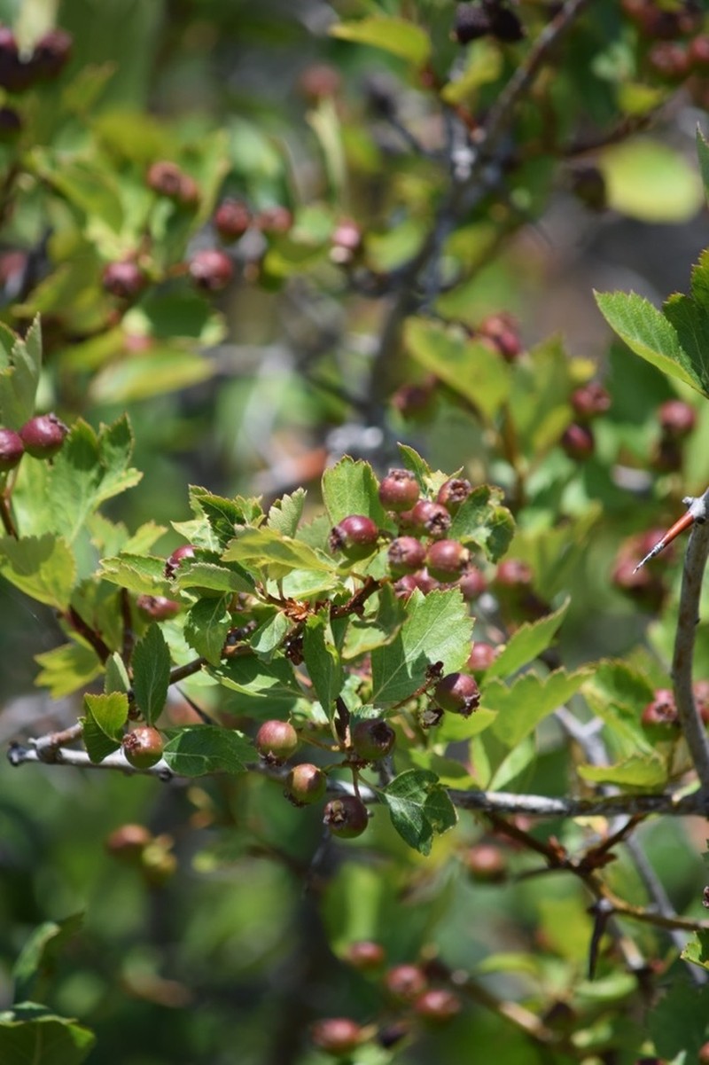 Hawthorn photo 6