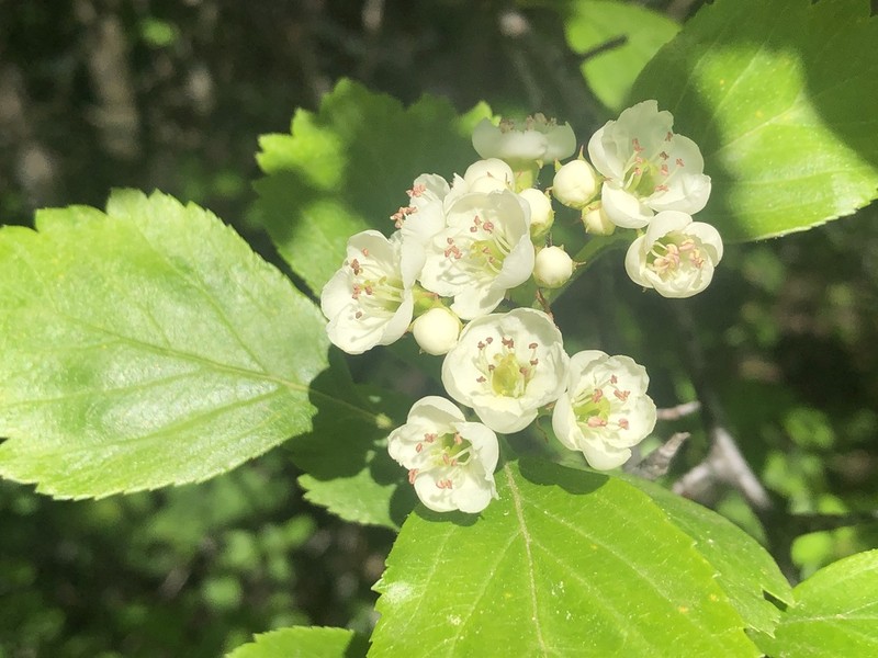 Hawthorn photo 7
