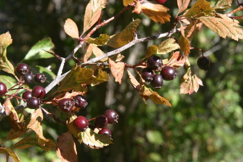 Hawthorn photo 8