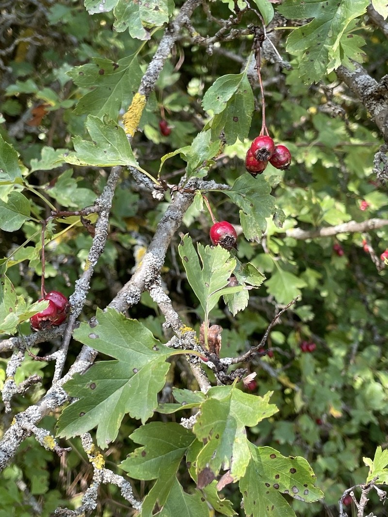 Crataegus caucasica