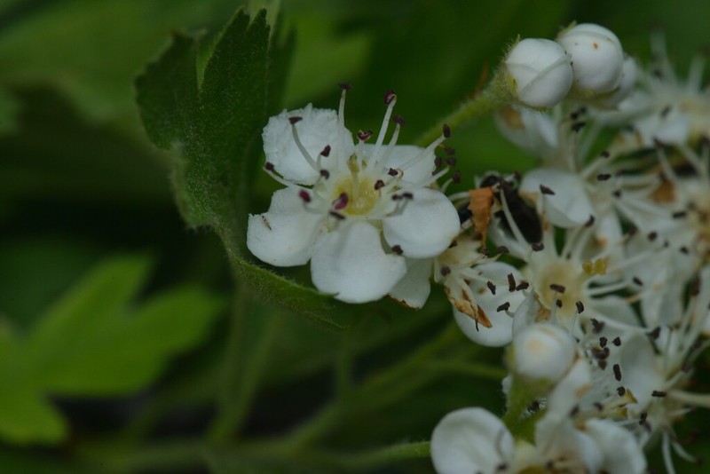 Crataegus caucasica photo 2