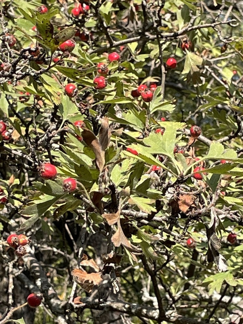 Crataegus caucasica photo 3