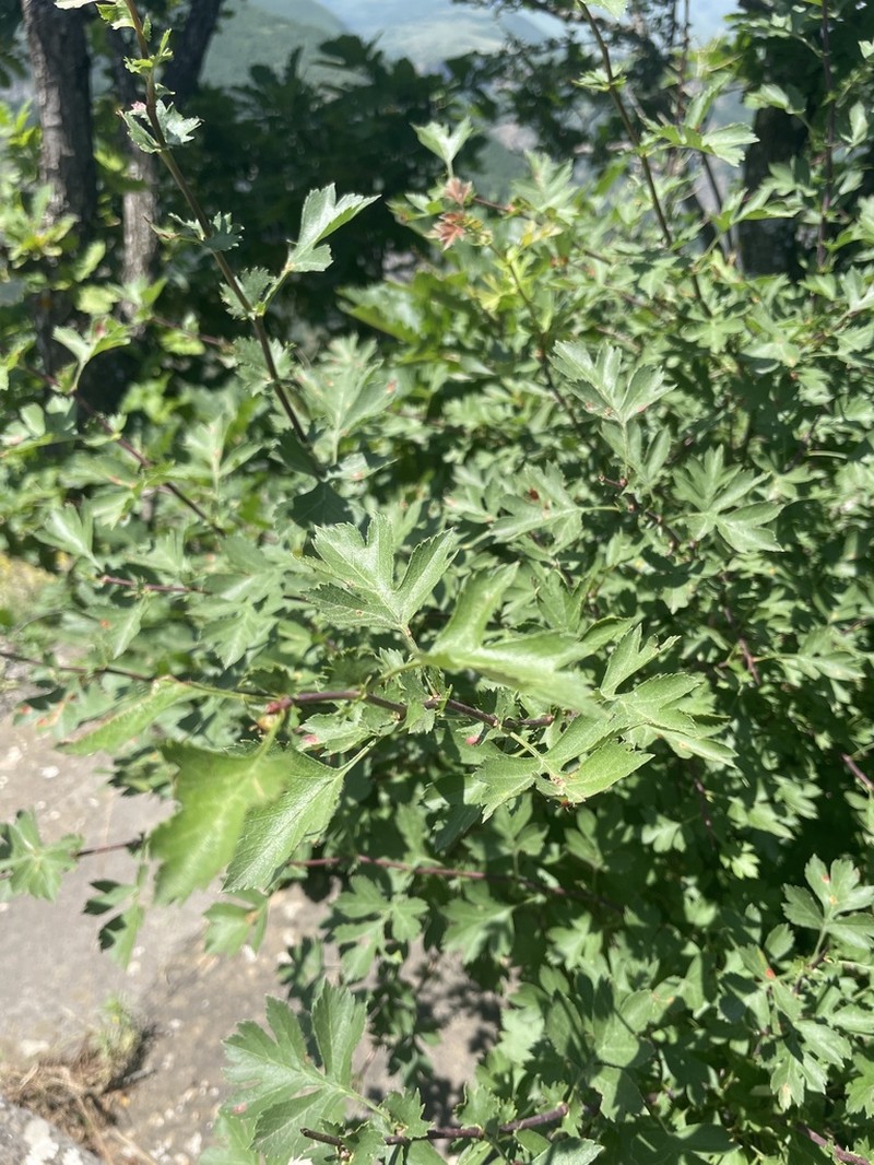 Crataegus caucasica photo 5