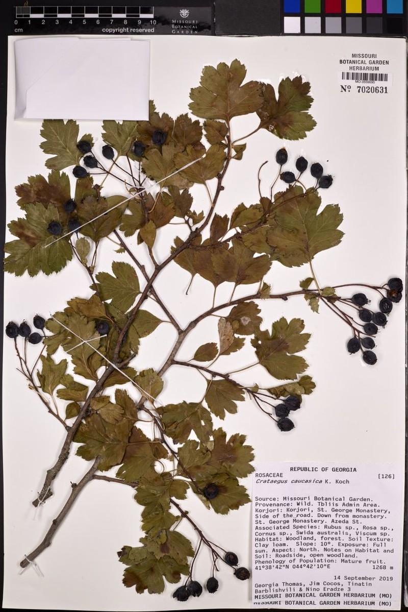 Crataegus caucasica photo 6