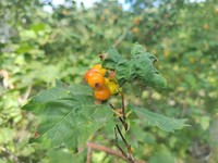 Crataegus chlorocarpa