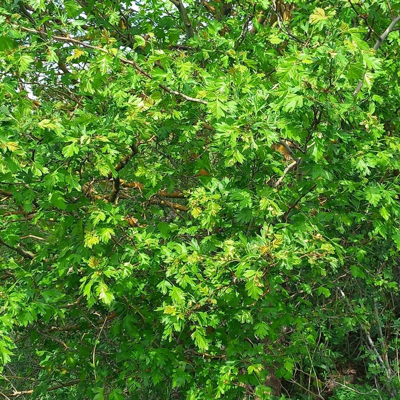 Crataegus chlorocarpa photo 2