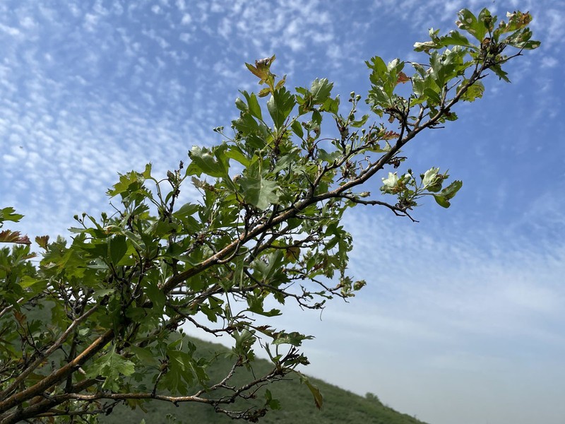 Crataegus chlorocarpa photo 3