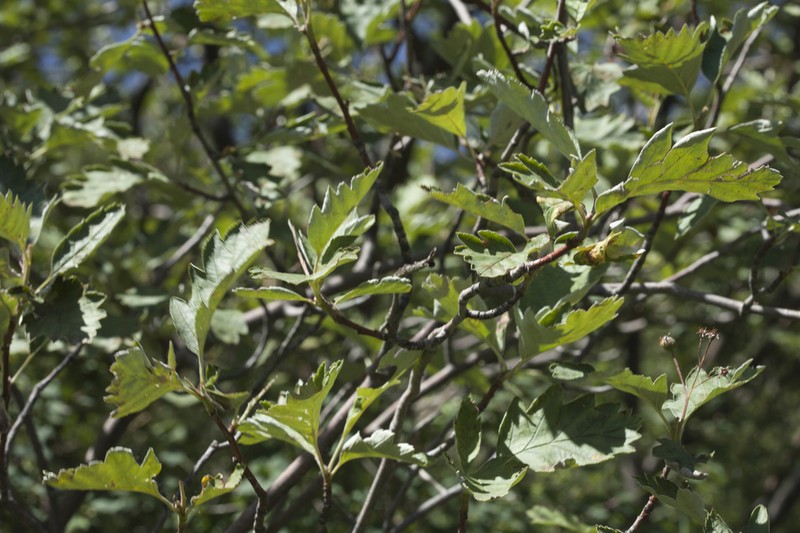 Crataegus chlorocarpa photo 4