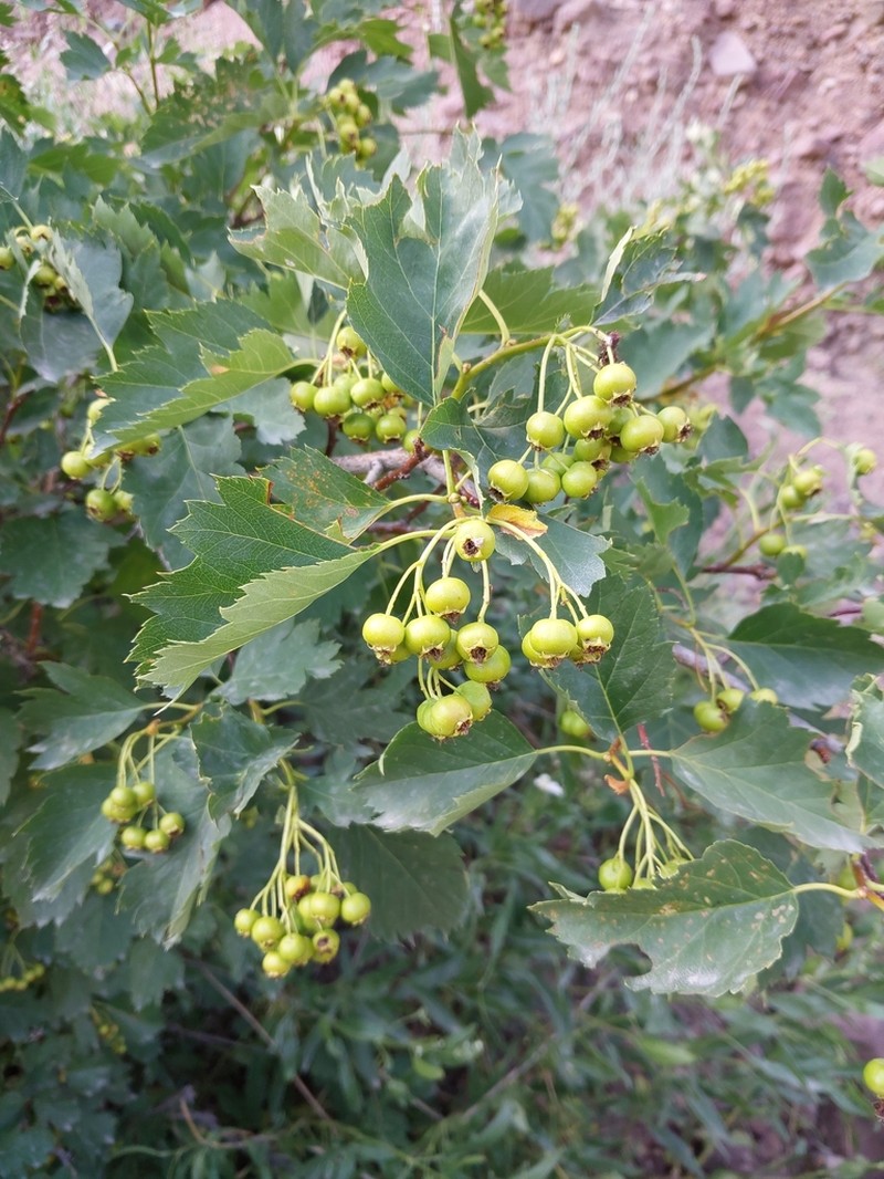 Crataegus chlorocarpa photo 5