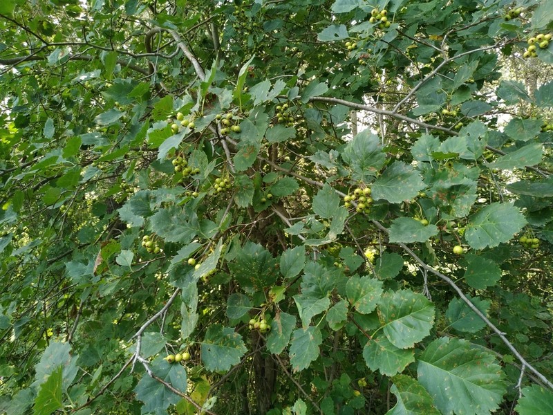 Crataegus chlorocarpa photo 6