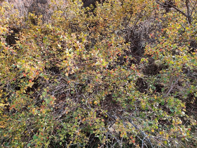Crataegus chlorocarpa photo 7