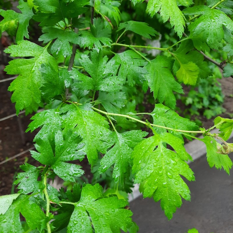 Crataegus chlorocarpa photo 8