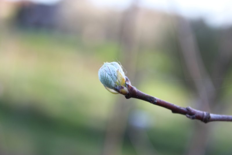 Crataegus chlorocarpa