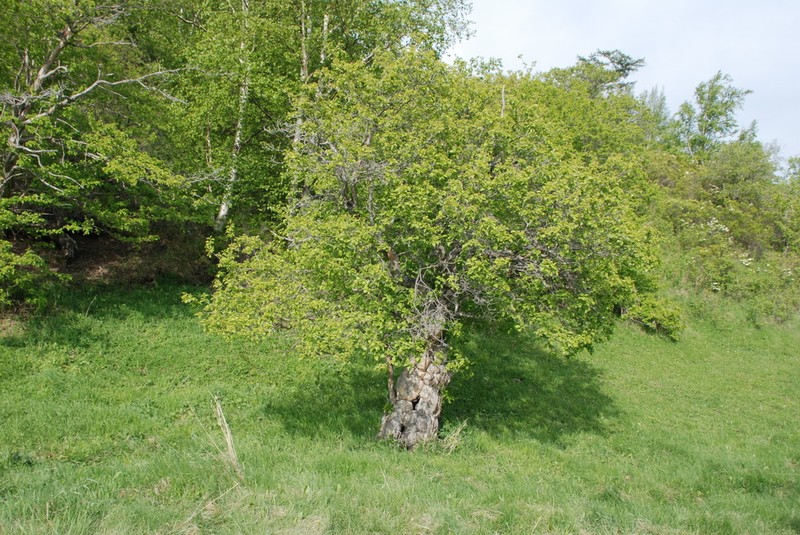 Crataegus chlorosarca photo 4