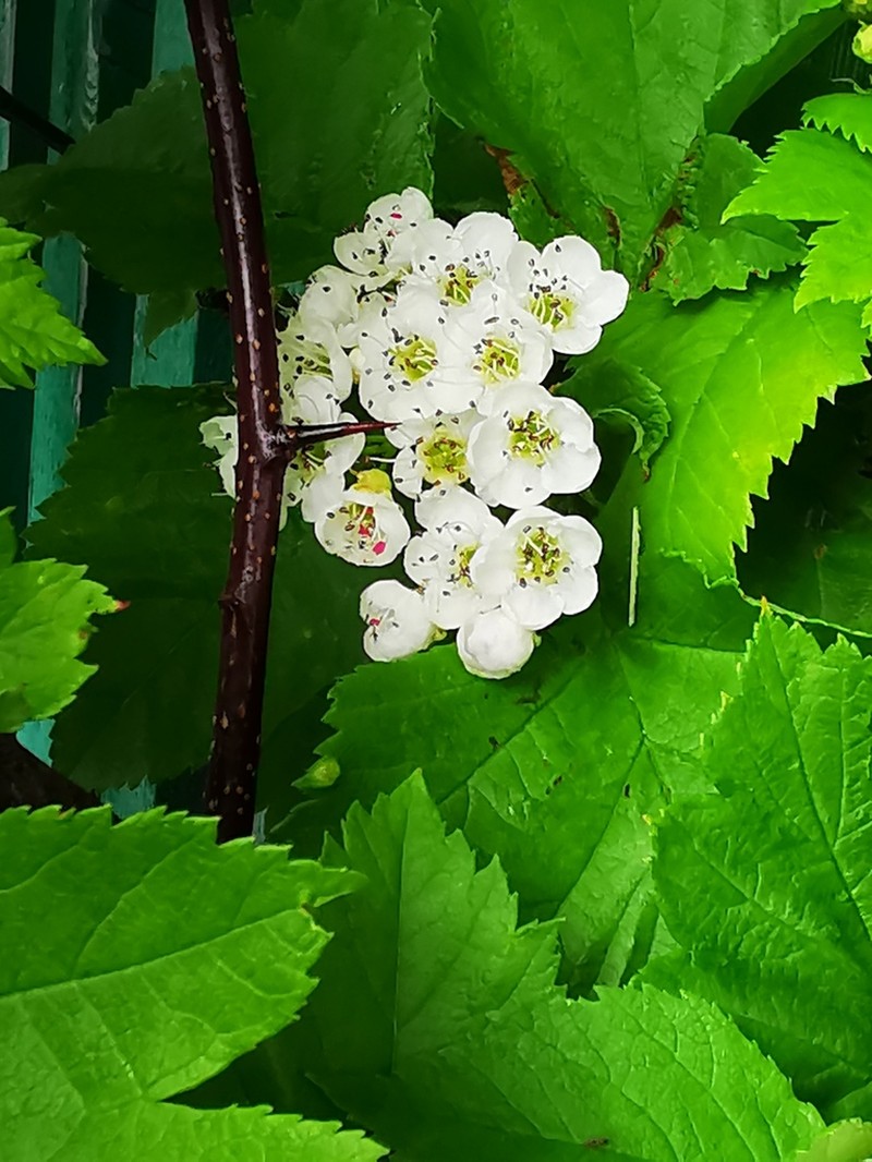 Crataegus chlorosarca photo 6