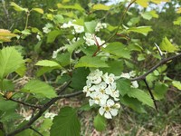 Fireberry Hawthorn