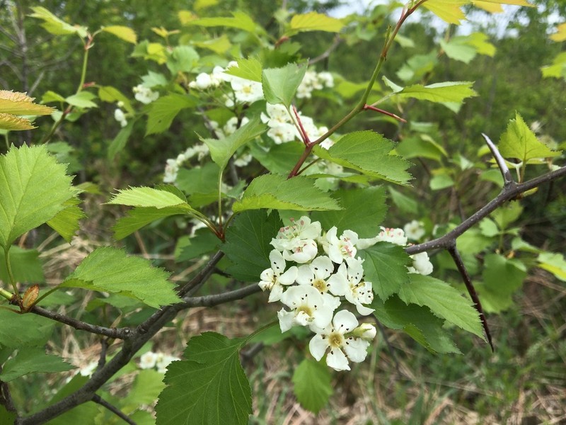 Fireberry Hawthorn