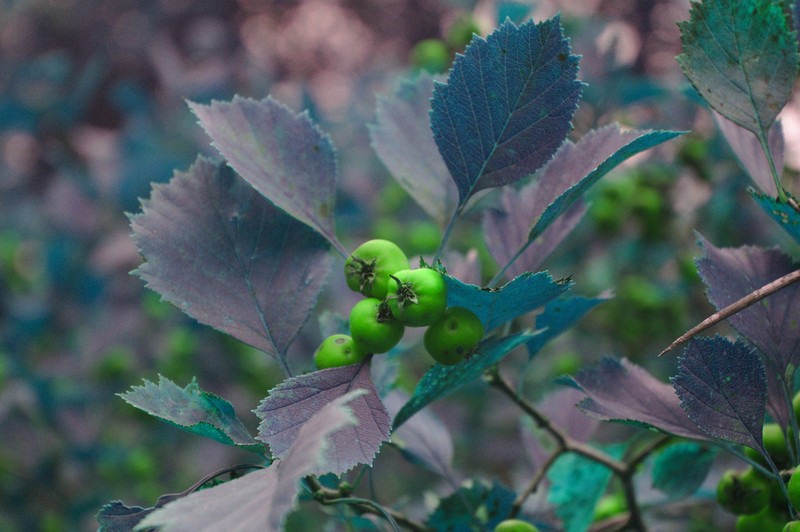 Fireberry Hawthorn photo 2