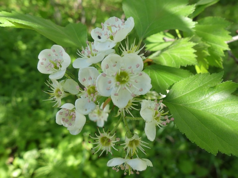 Fireberry Hawthorn photo 3